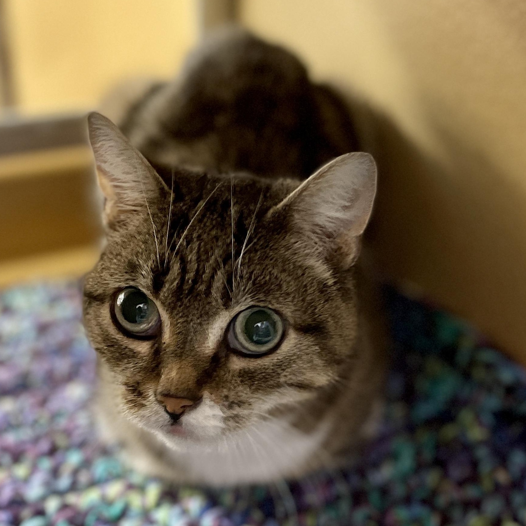 Enlarge Eva, a Adopted Domestic Short Hair in Scarborough, ON image 4/4