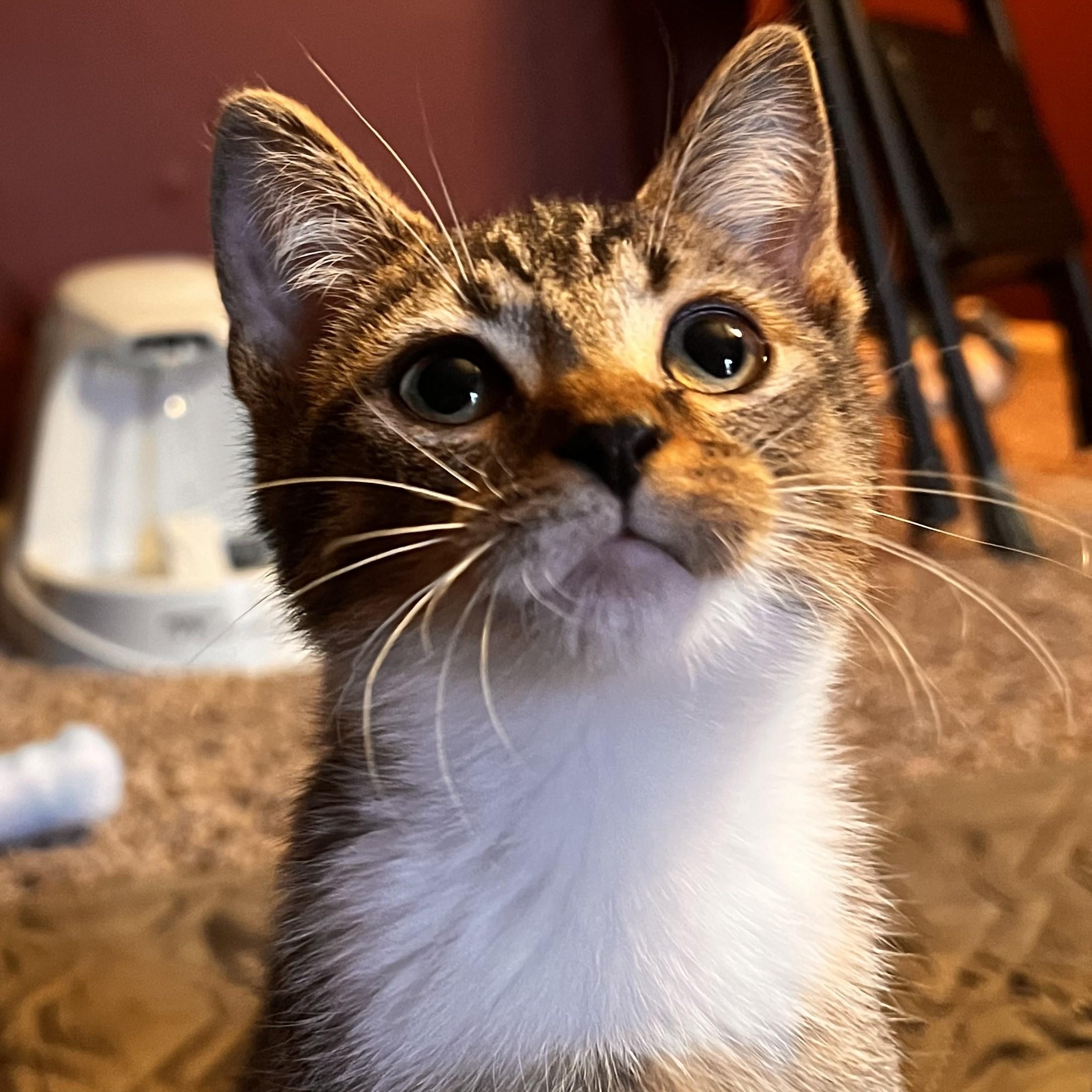 Enlarge The Story of Nessie & Hector, a Adoptable Domestic Short Hair in Laurel, MD image 2/6