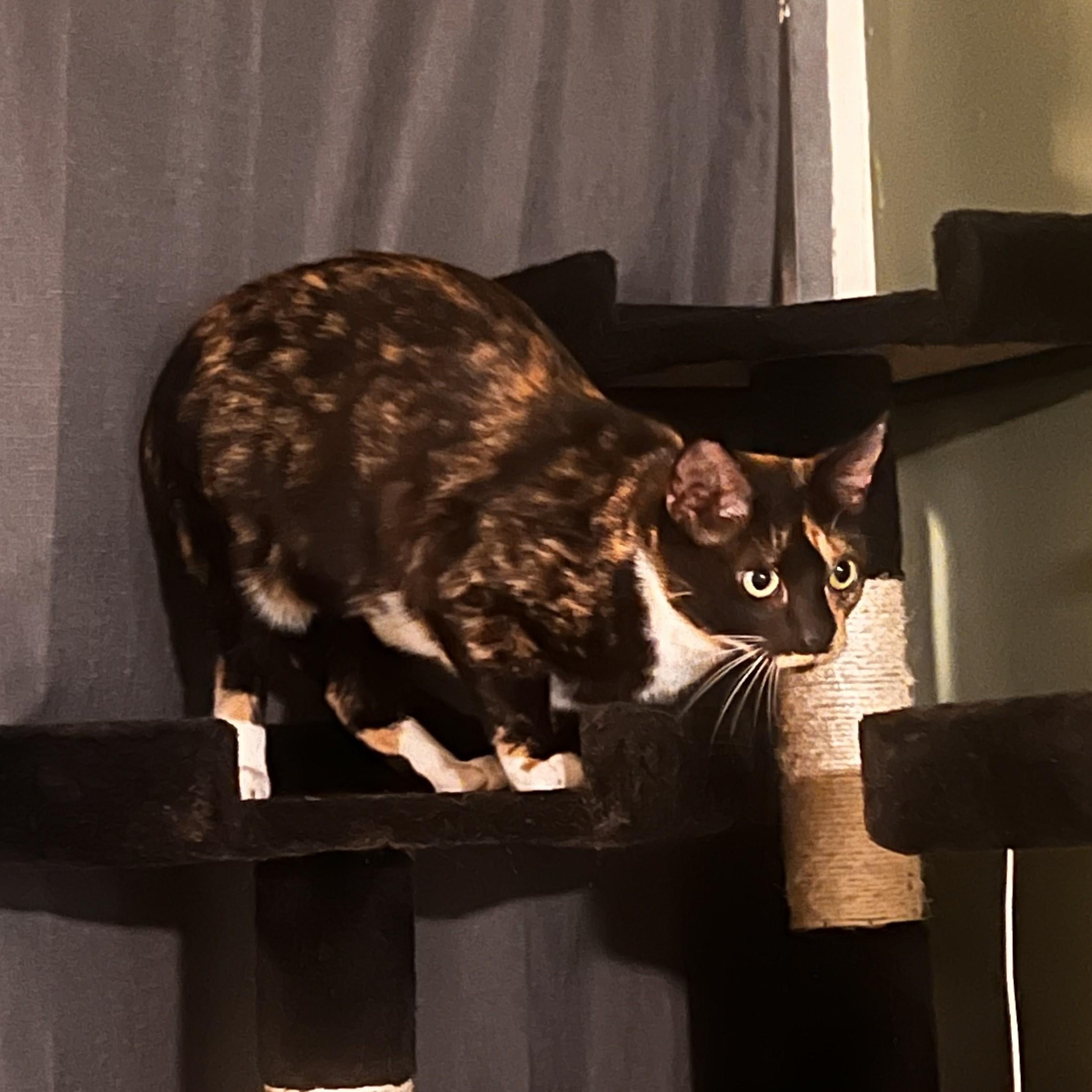 Enlarge The Story of Nessie & Hector, a Adoptable Domestic Short Hair in Laurel, MD image 3/6