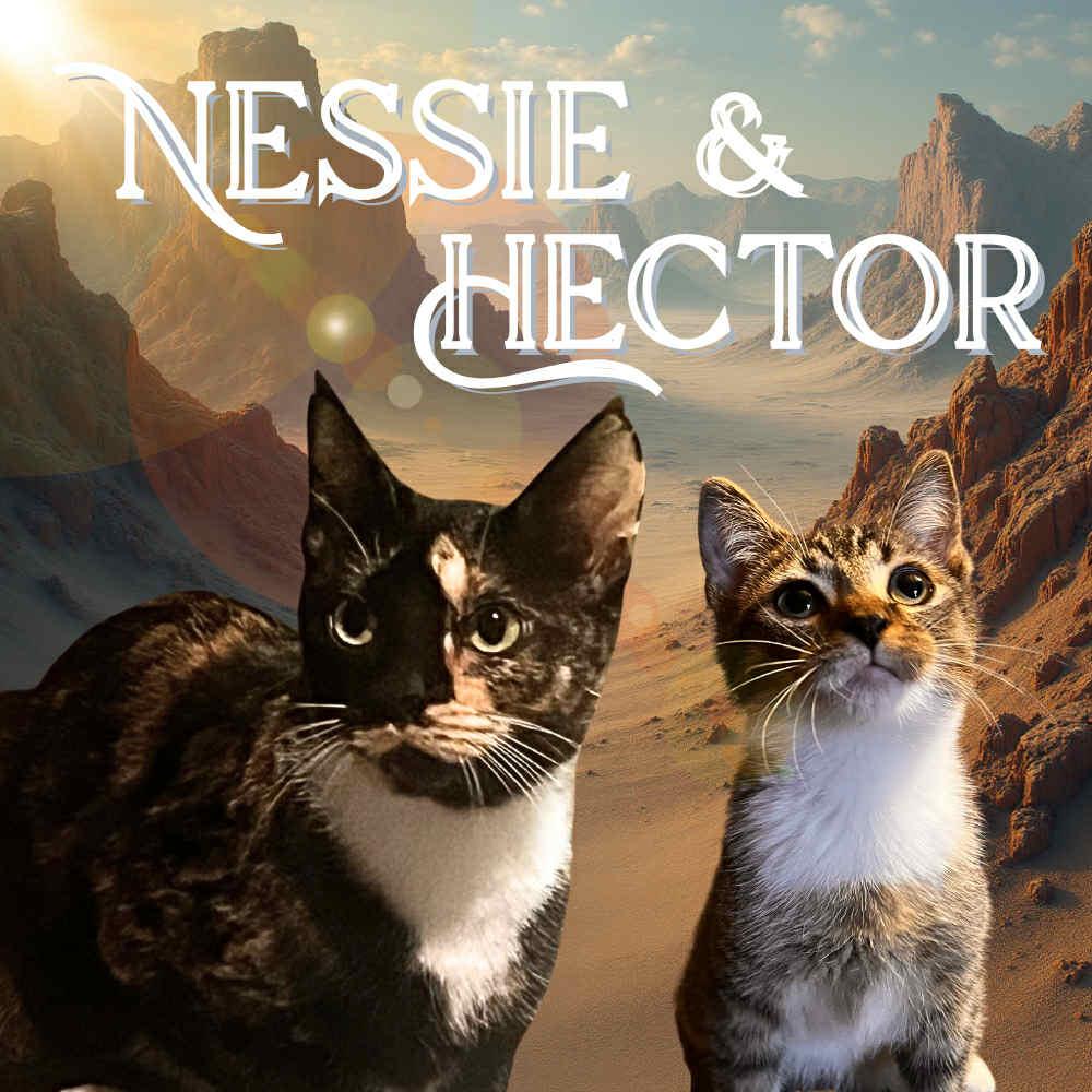The Story of Nessie & Hector, Adoptable, Adult Female Domestic Short Hair.