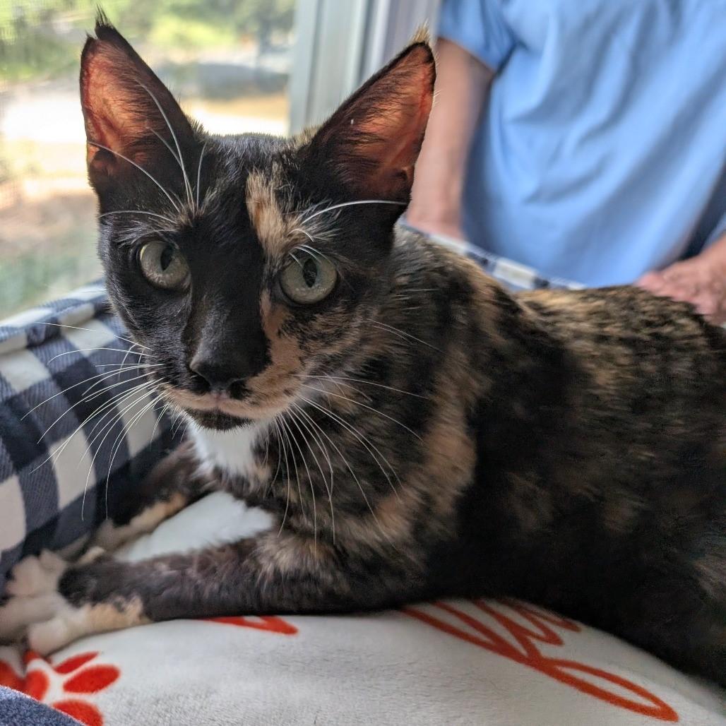 Enlarge The Story of Nessie & Hector, a Adoptable Domestic Short Hair in Laurel, MD image 4/6