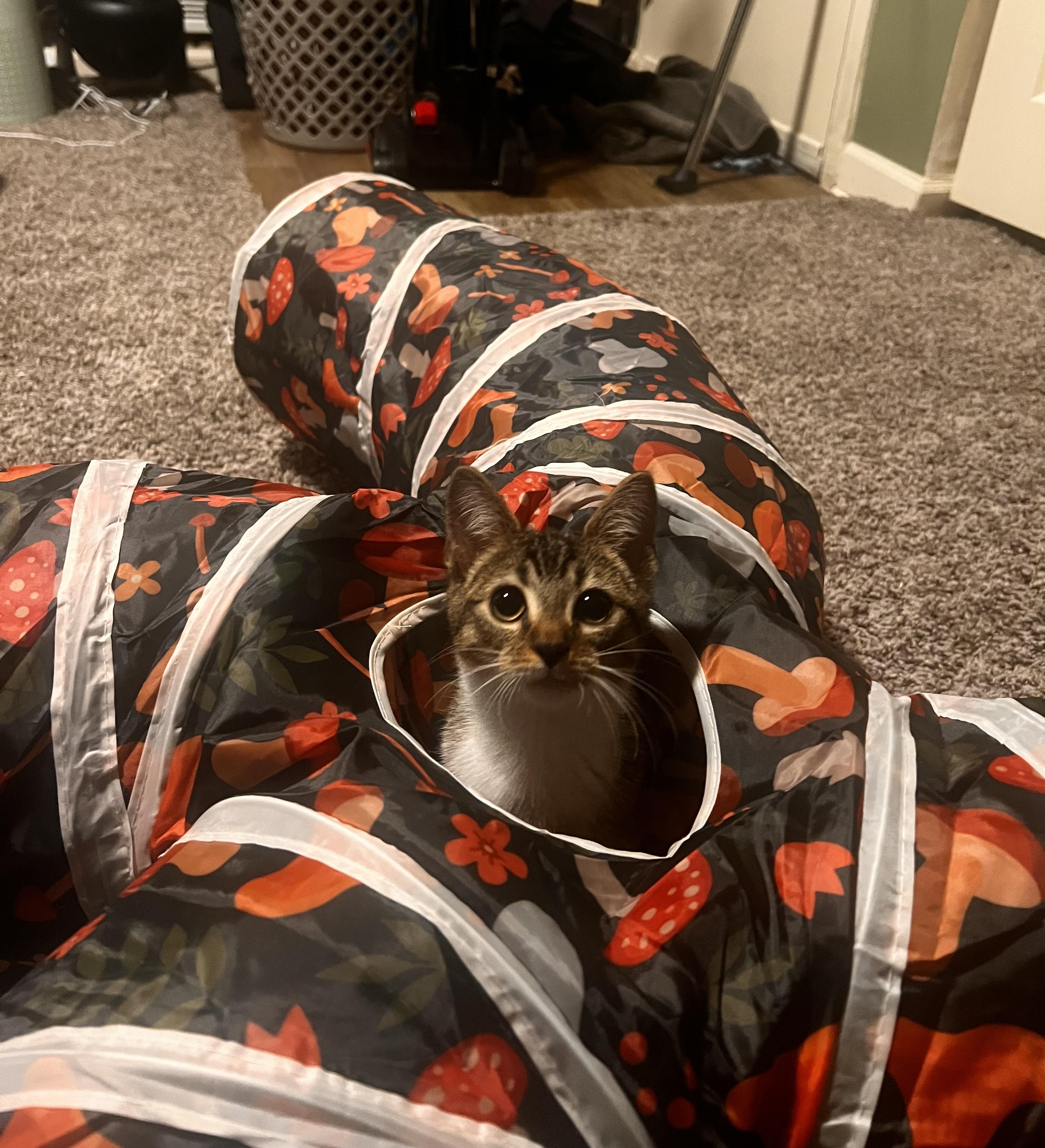 Enlarge The Story of Nessie & Hector, a Adoptable Domestic Short Hair in Laurel, MD image 5/6