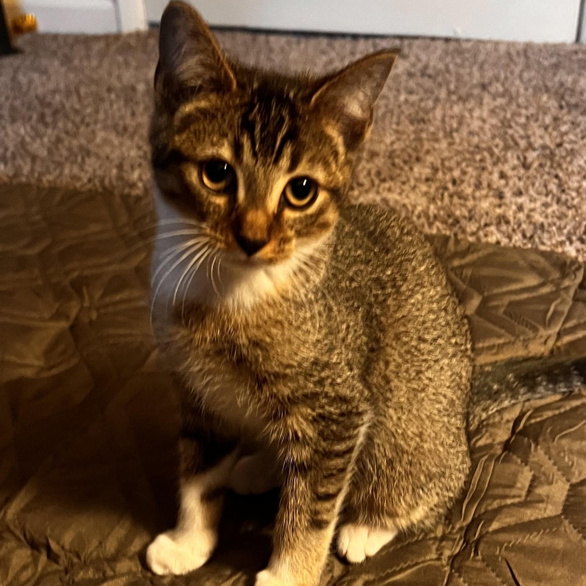 Enlarge The Story of Nessie & Hector, a Adoptable Domestic Short Hair in Laurel, MD image 6/6