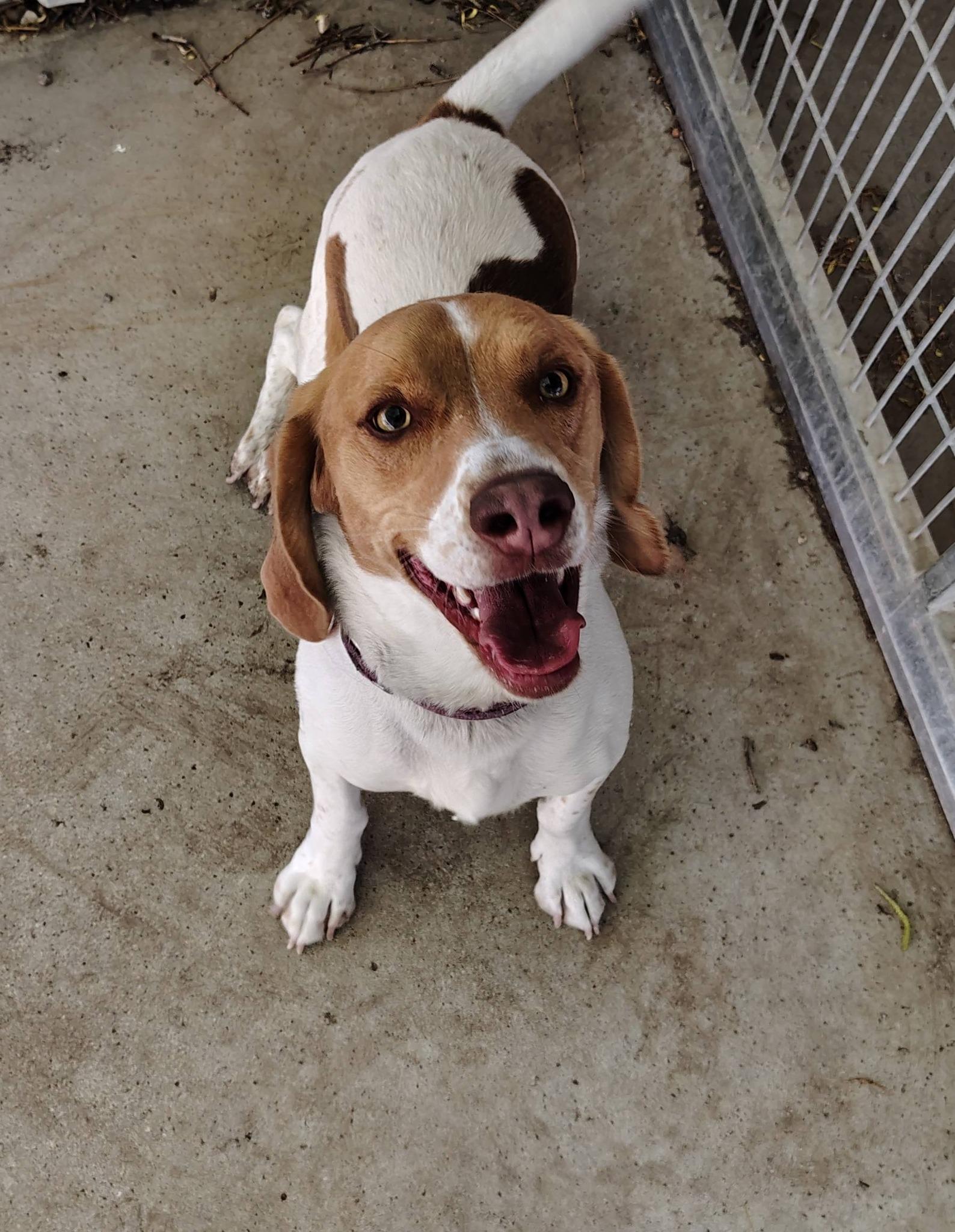 Enlarge Beagie, a Adoptable mixed breed in Rockwell City, IA image 1/1