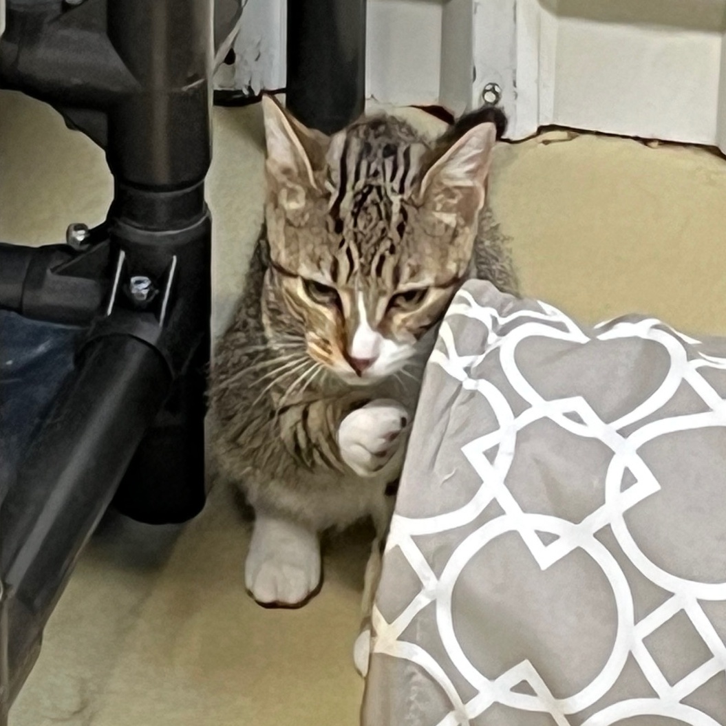 Looie Katz, Adoptable, Young Male Tabby.