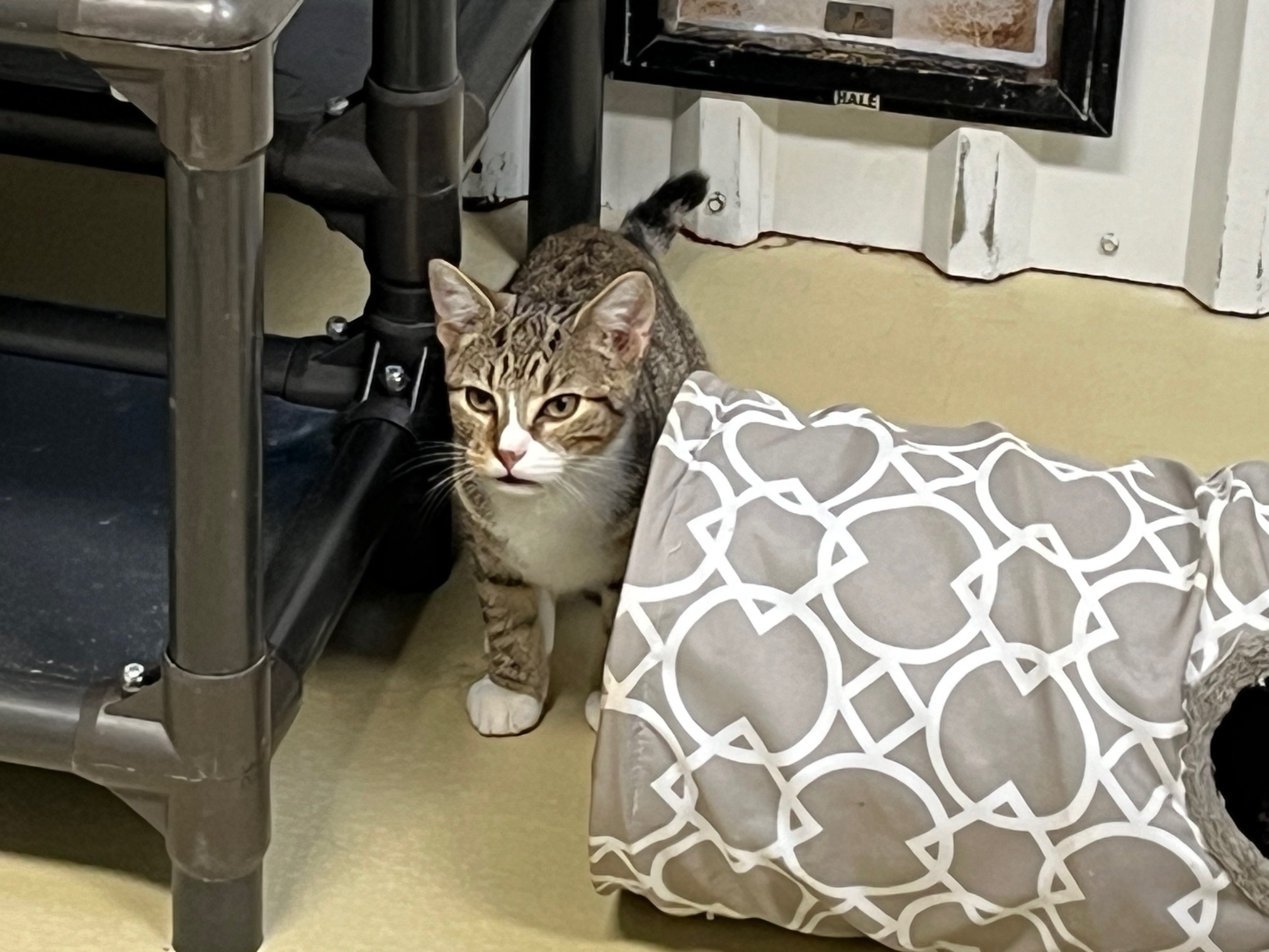 Looie Katz, a Adoptable Tabby in Clarksville, VA image 2/5