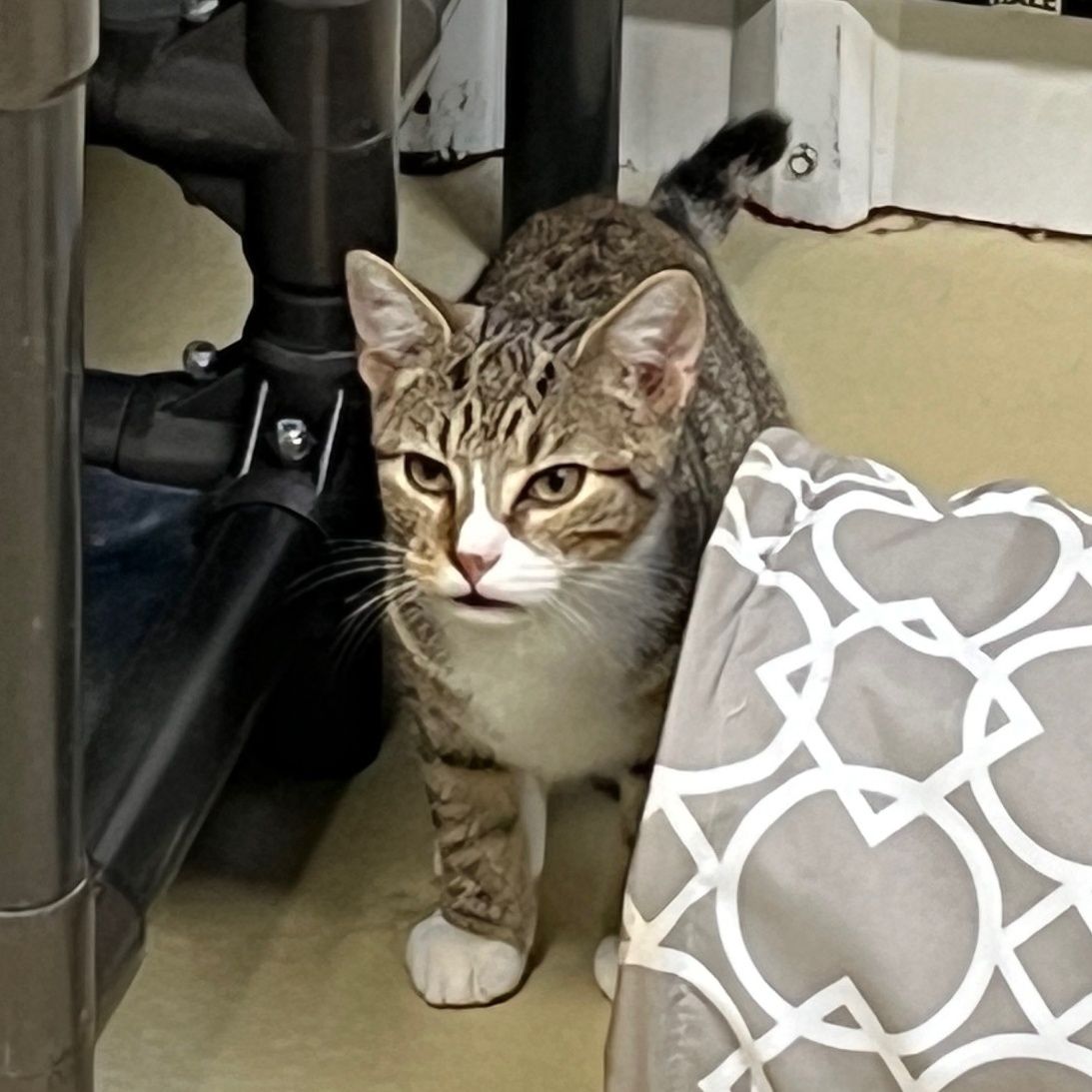 Looie Katz, a Adoptable Tabby in Clarksville, VA image 5/5