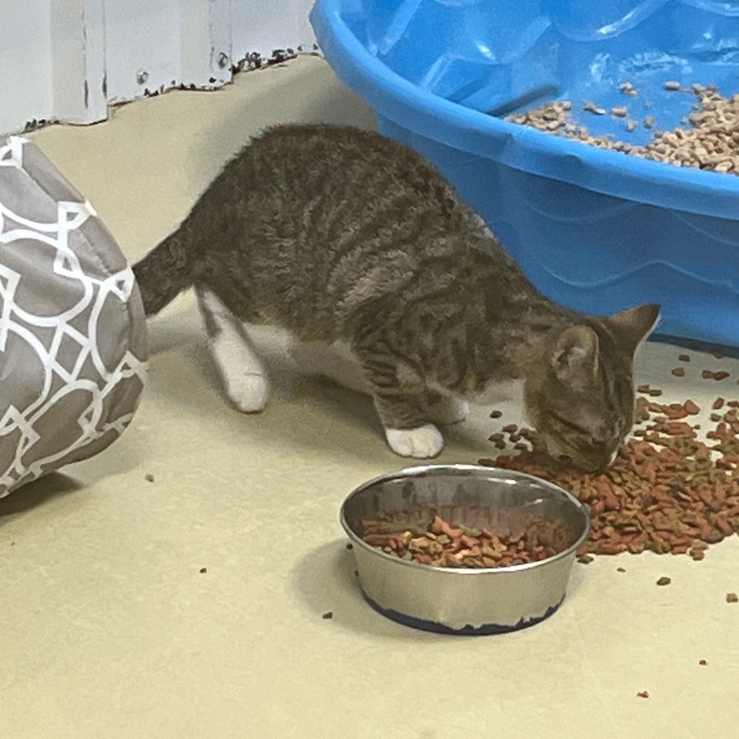 Looie Katz, a Adoptable Tabby in Clarksville, VA image 3/5