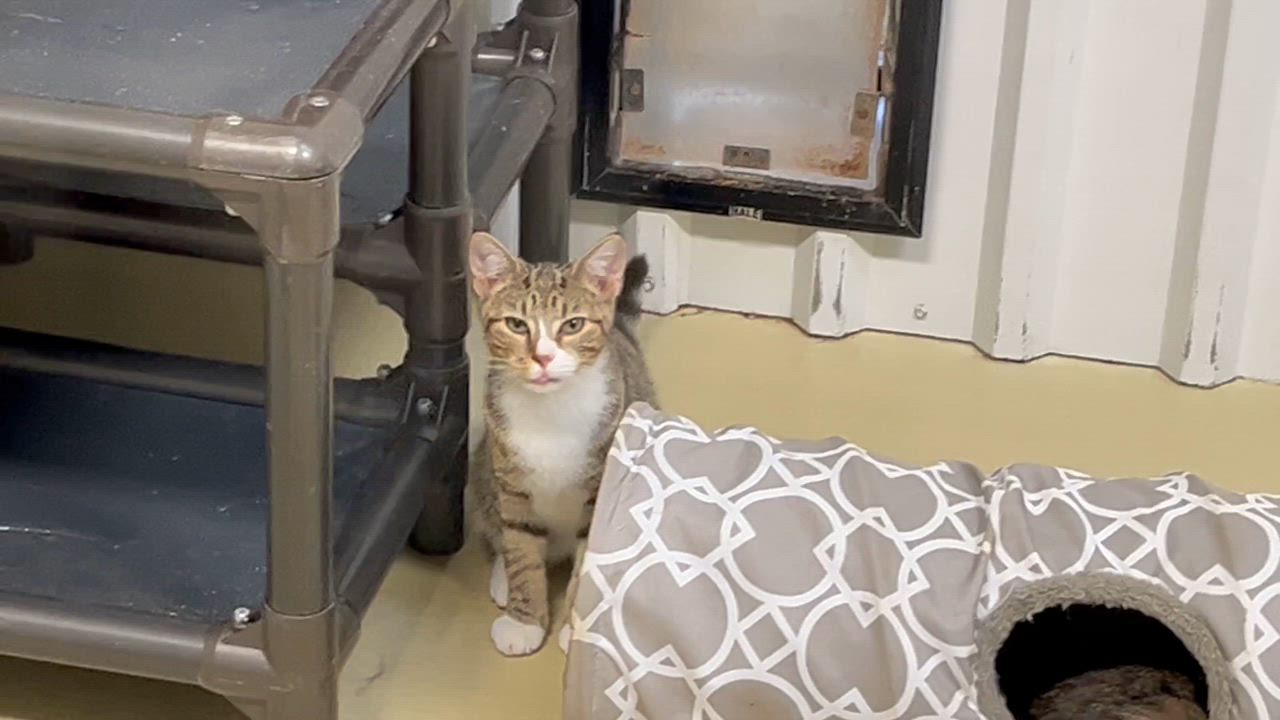 Enlarge Looie Katz, a Adoptable Tabby in Clarksville, VA video 4/5