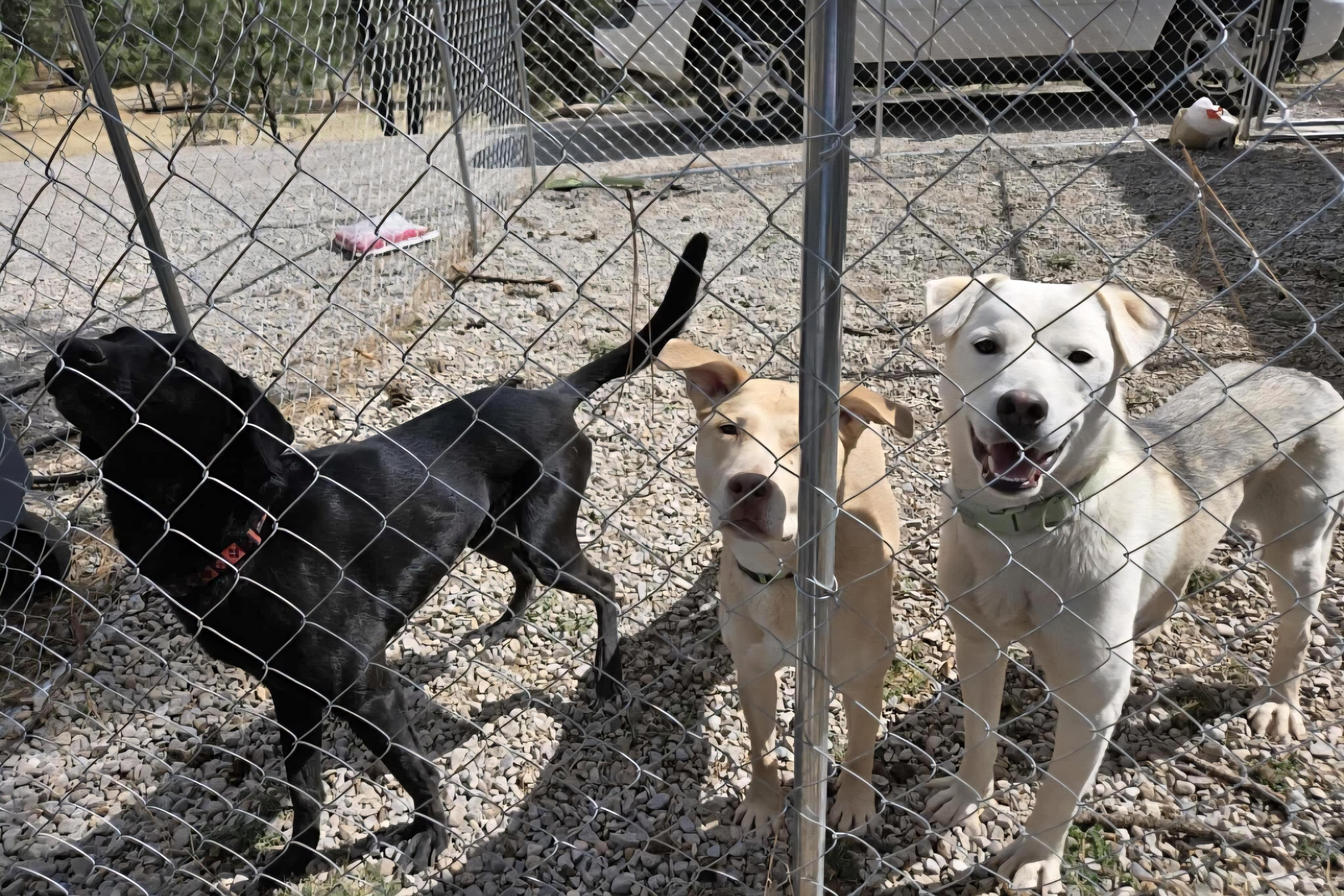 Enlarge Felix, an adoptable mixed breed in Tacoma, WA image 3/3