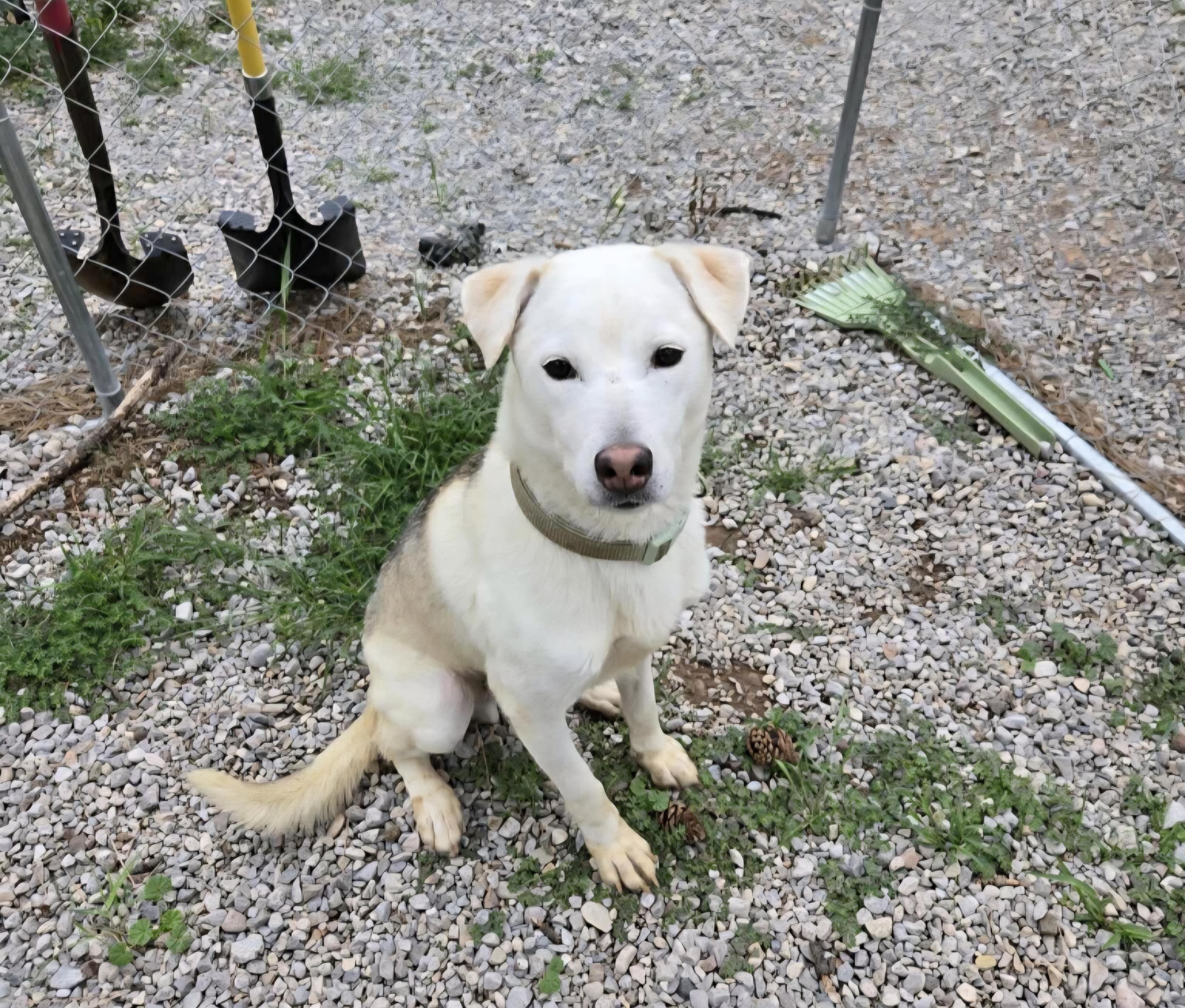Felix, adoptable, Adult Male German Shepherd Dog.