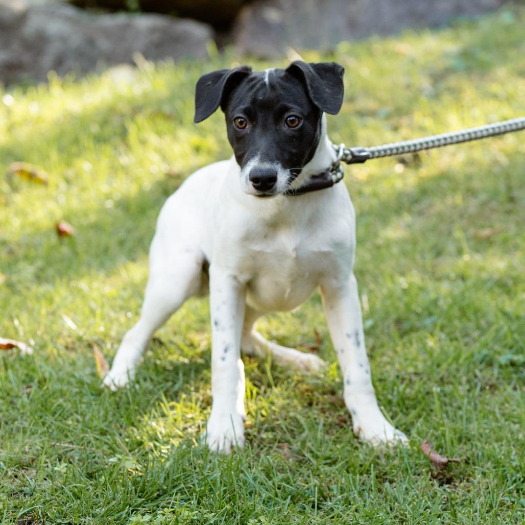 Enlarge Jason, a Adoptable mixed breed in Chester Springs, PA image 1/6