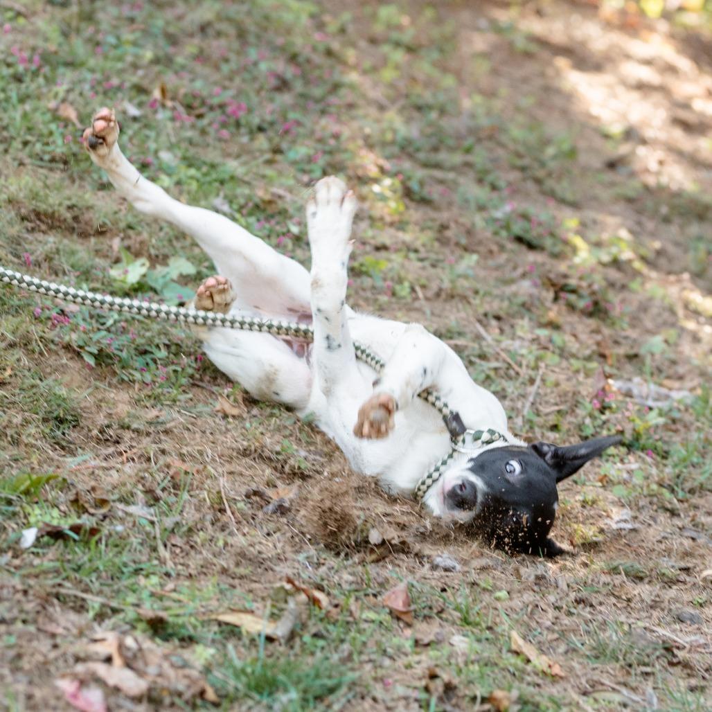 Enlarge Jason, a Adoptable mixed breed in Chester Springs, PA image 2/6