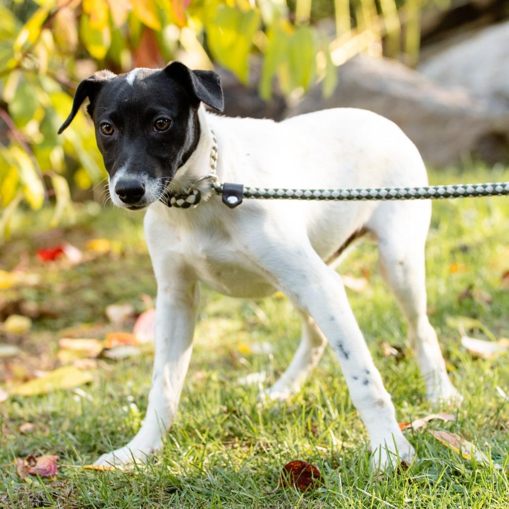 Enlarge Jason, a Adoptable mixed breed in Chester Springs, PA image 3/6