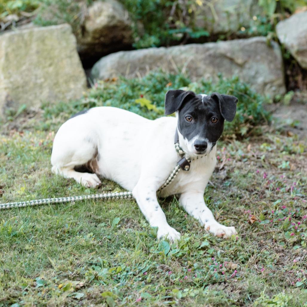 Enlarge Jason, a Adoptable mixed breed in Chester Springs, PA image 4/6