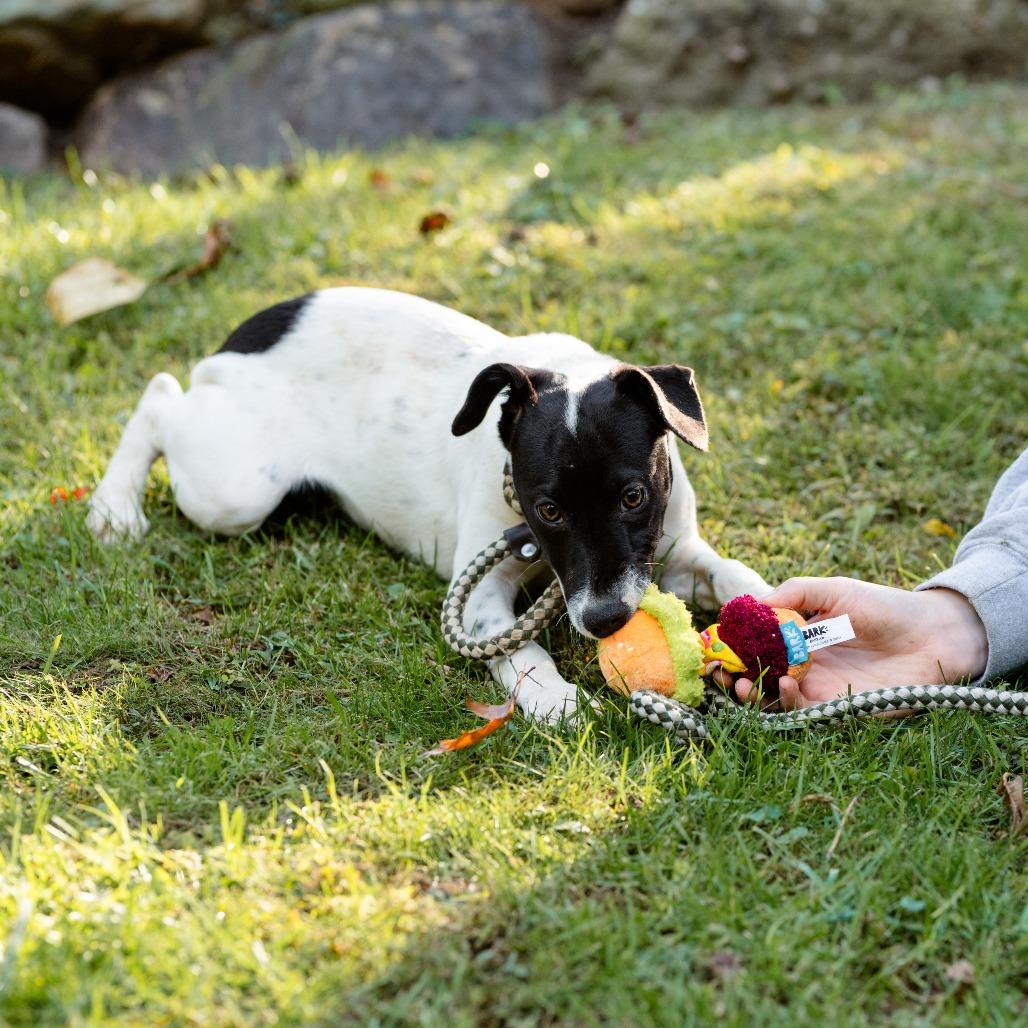 Enlarge Jason, a Adoptable mixed breed in Chester Springs, PA image 6/6