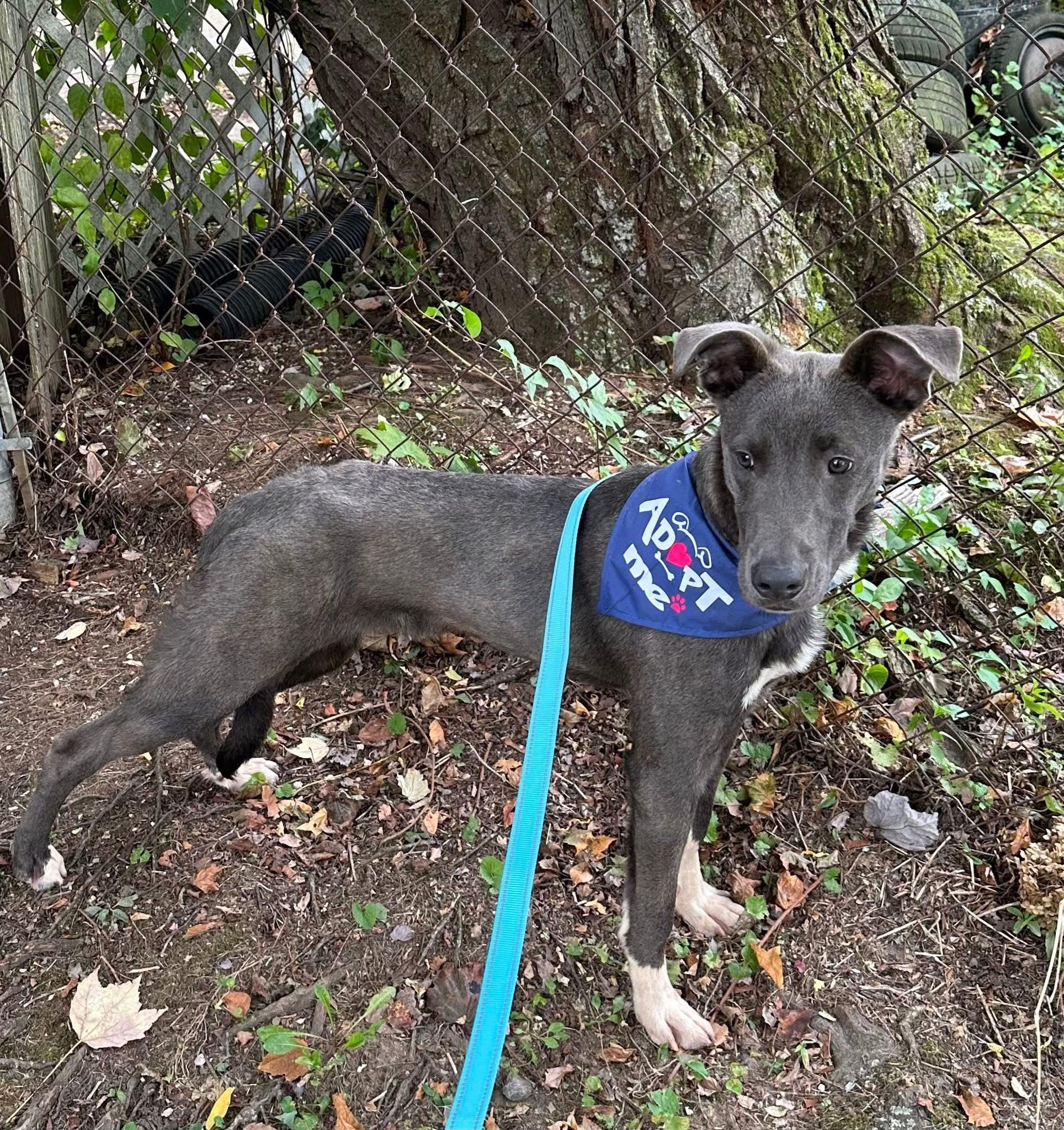 Austin, a Adoptable mixed breed in Wappingers Falls, NY image 2/5