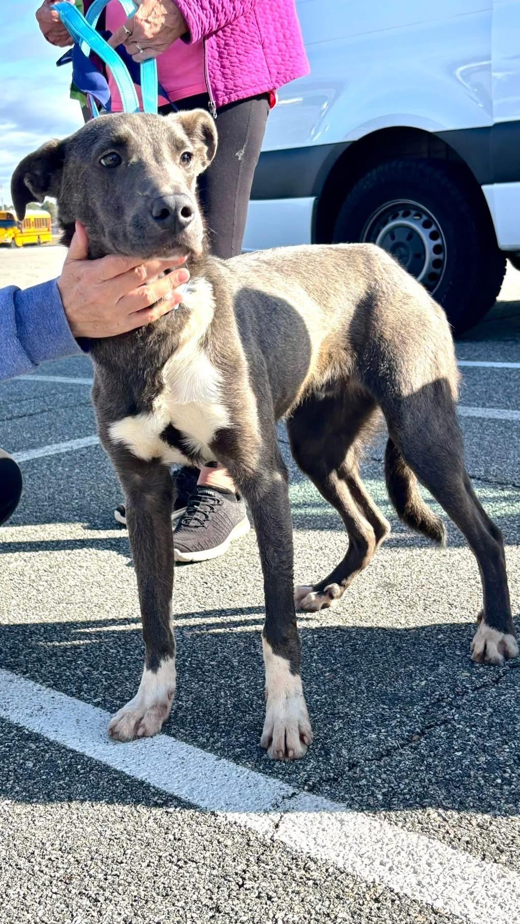 Austin, a Adoptable mixed breed in Wappingers Falls, NY image 3/5