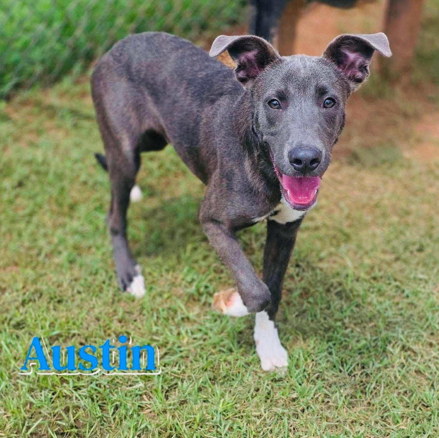 Austin, a Adoptable mixed breed in Wappingers Falls, NY image 1/5