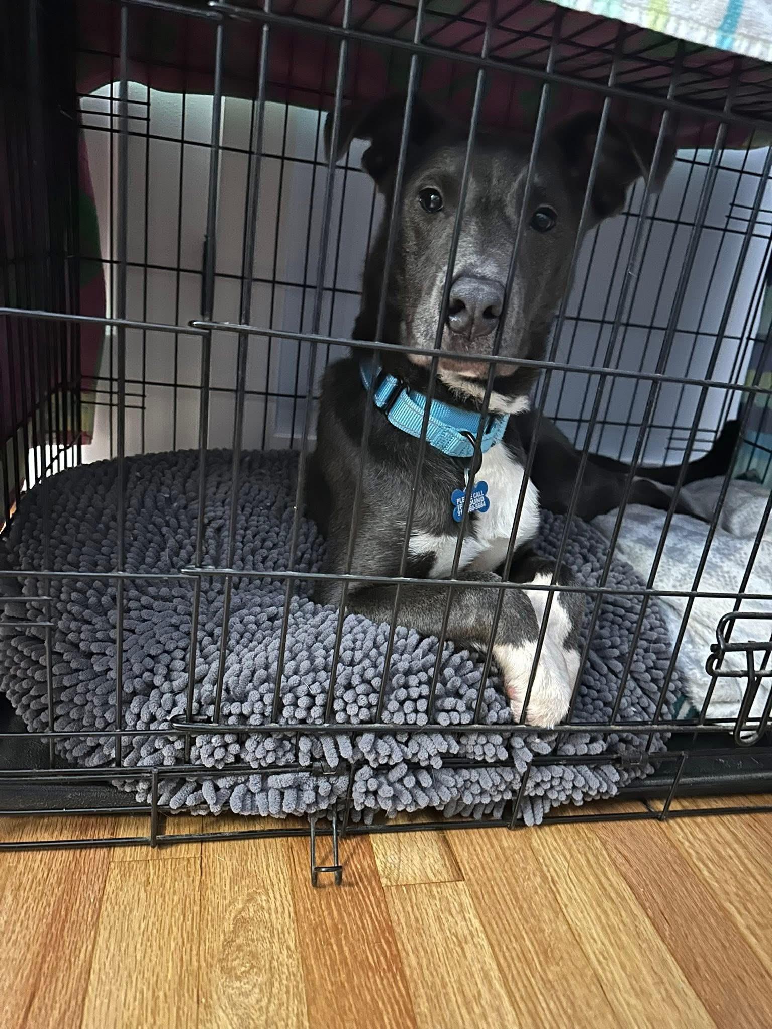 Austin, a Adoptable mixed breed in Wappingers Falls, NY image 4/5