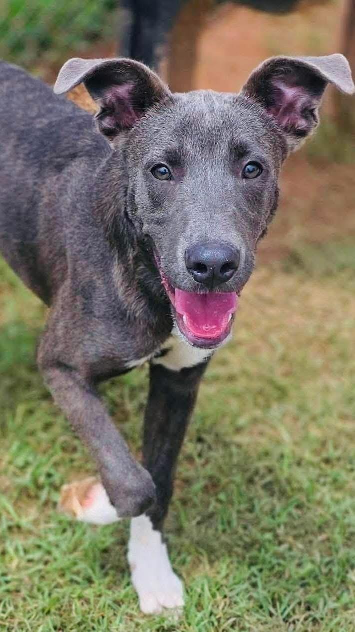 Austin, a Adoptable mixed breed in Wappingers Falls, NY image 5/5