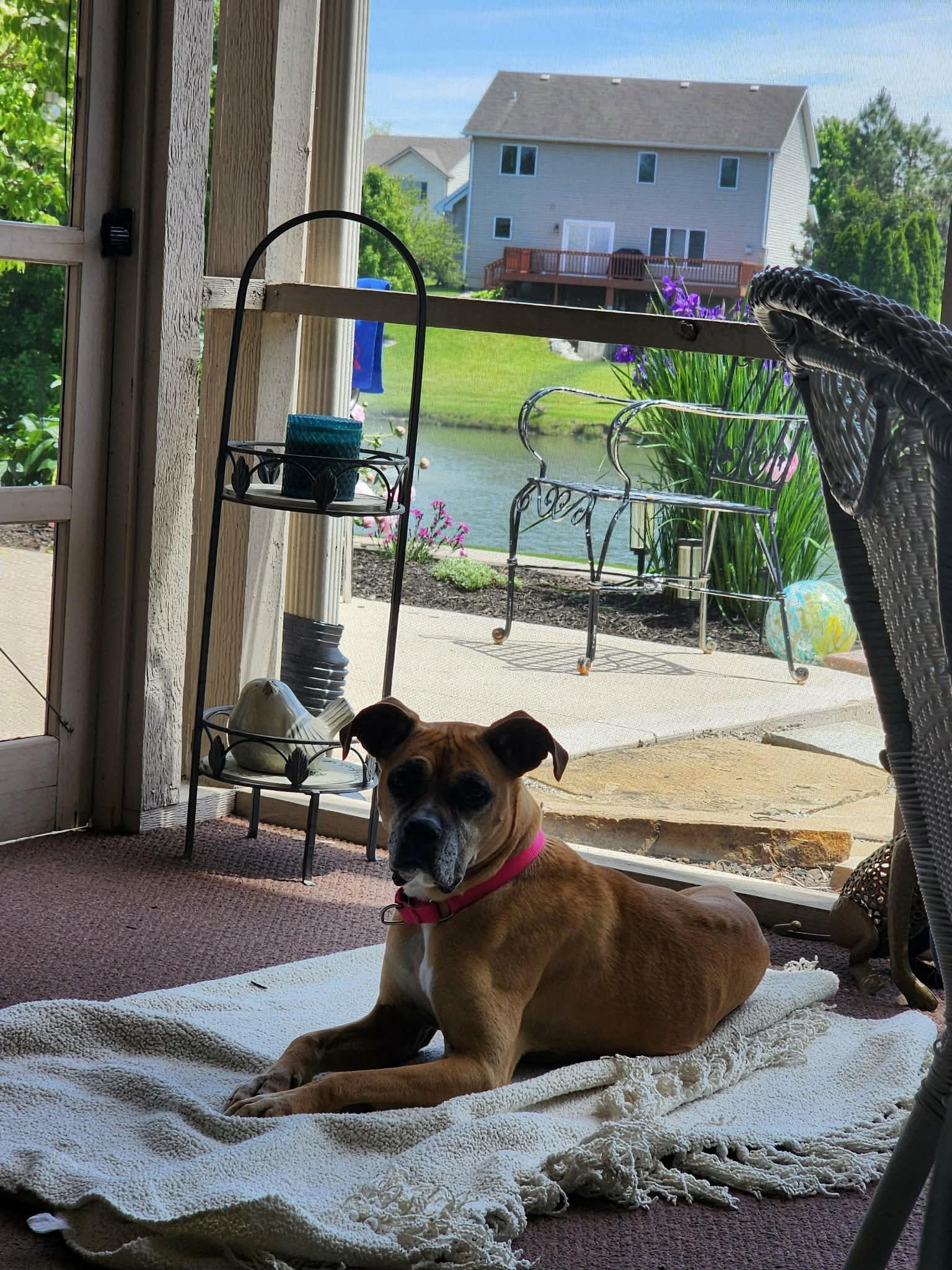 Chloe (more info coming soon), a Adoptable Boxer in Owatonna, MN image 1/3