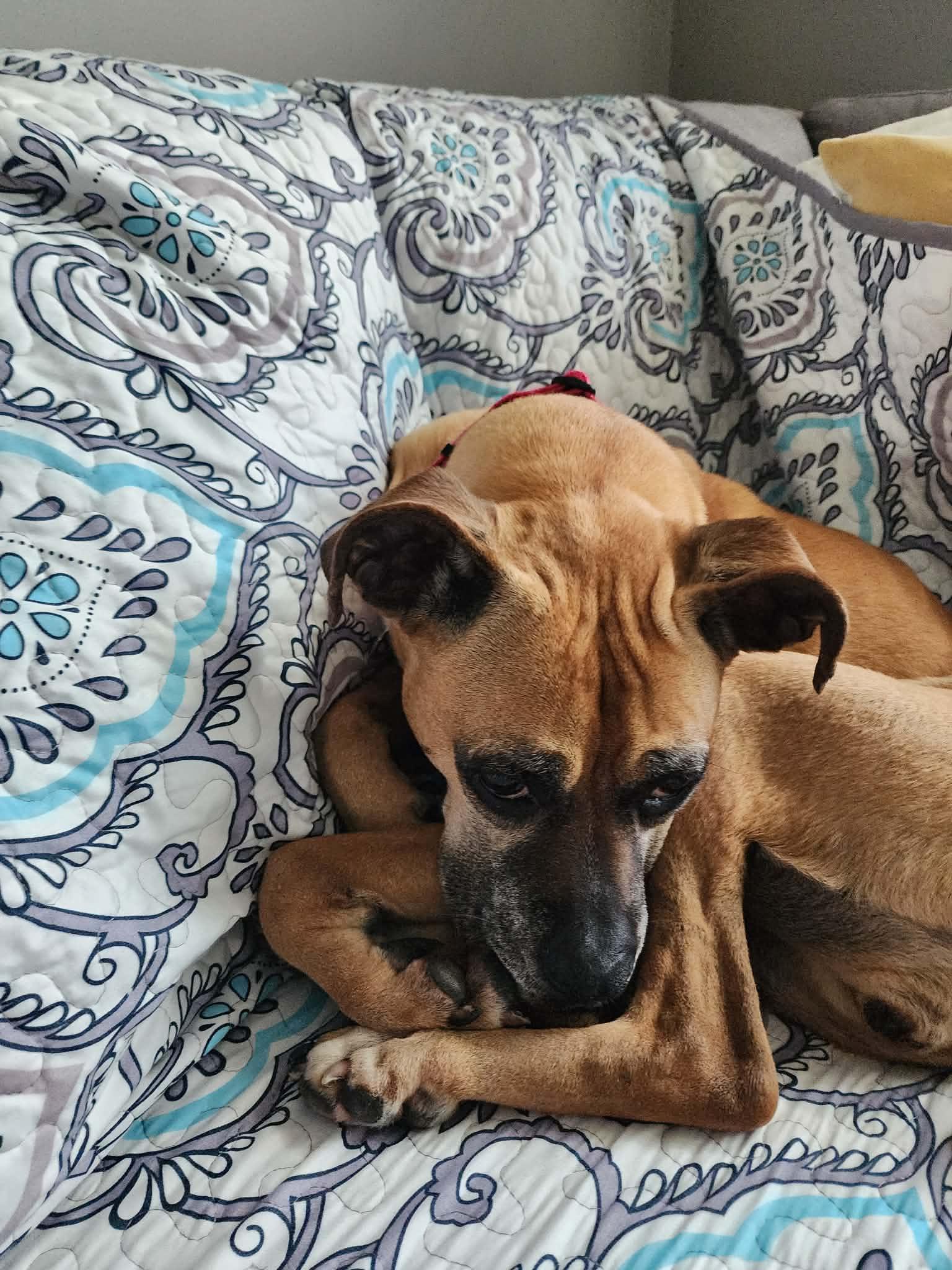 Chloe (more info coming soon), a Adoptable Boxer in Owatonna, MN image 2/3
