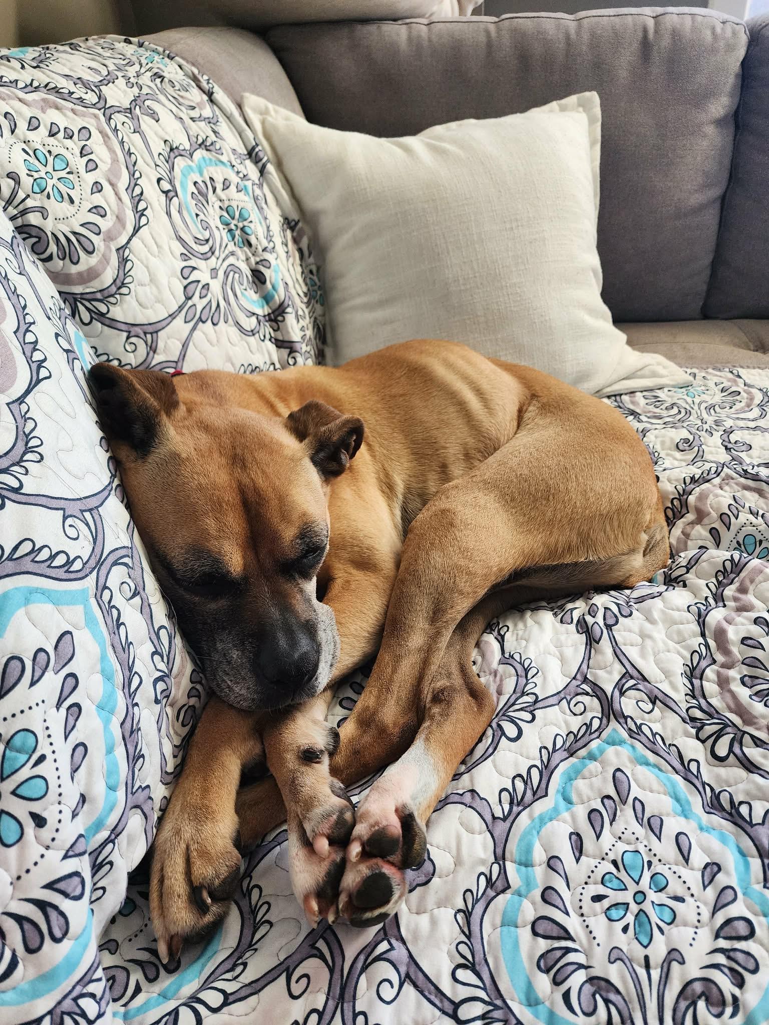 Chloe (more info coming soon), a Adoptable Boxer in Owatonna, MN image 3/3