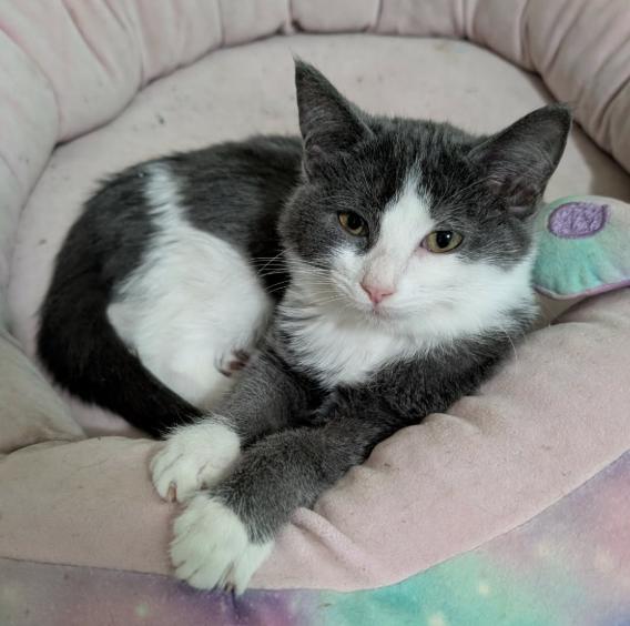 Dos, a Adoptable Domestic Short Hair in Battle Creek, MI image 1/2