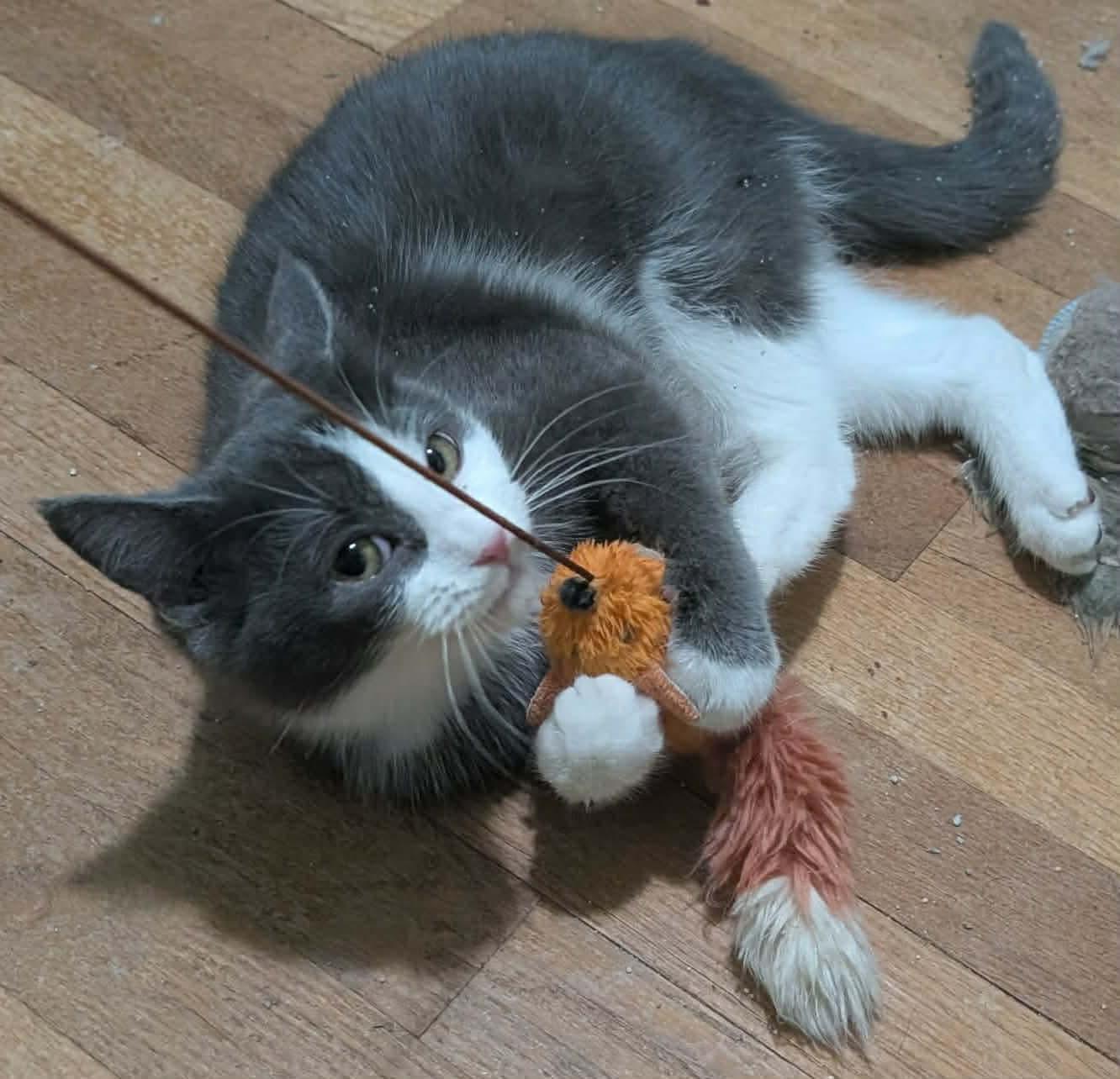 Dos, Adoptable, Kitten Female Domestic Short Hair.