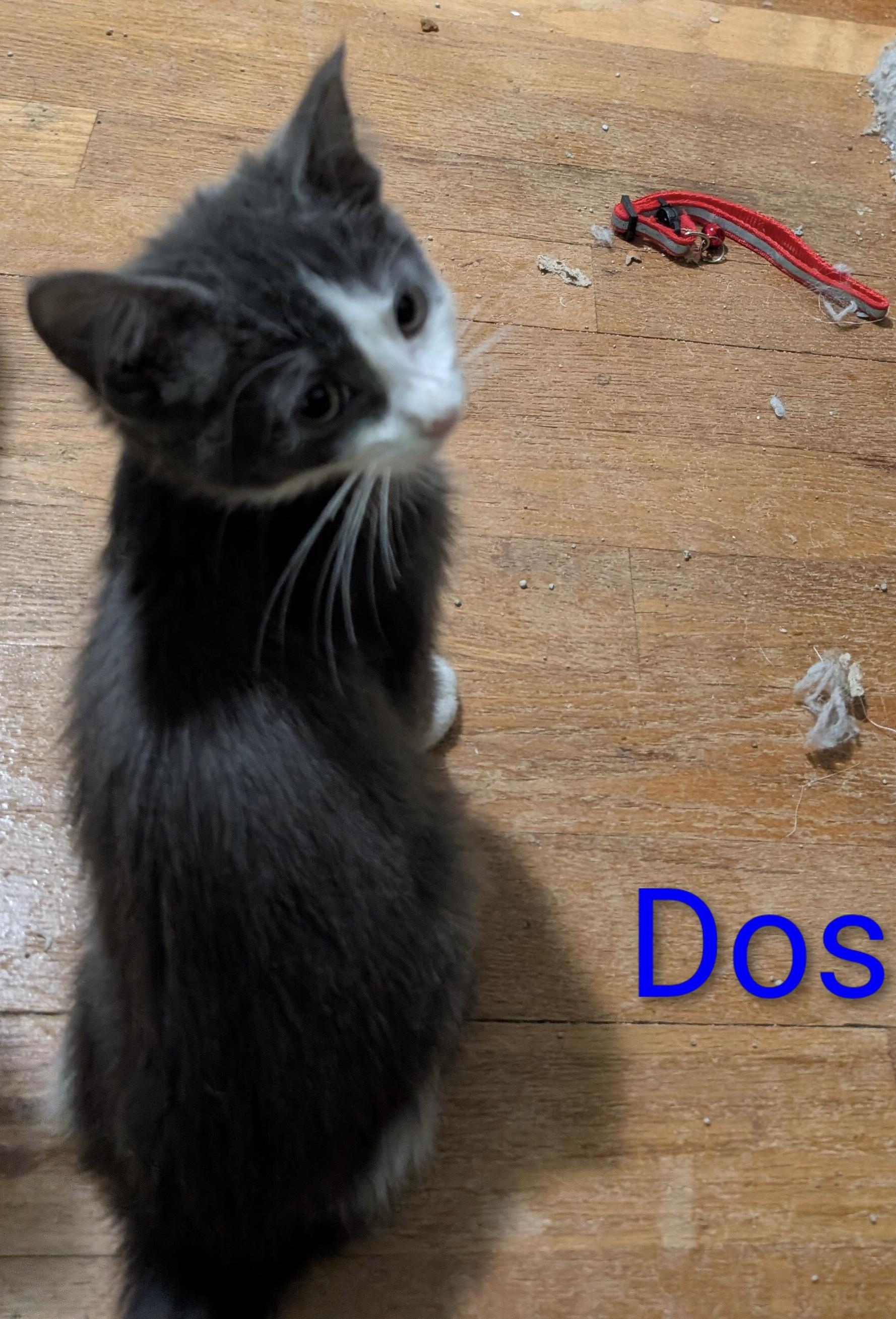 Dos, Adoptable, Kitten Female Domestic Short Hair.