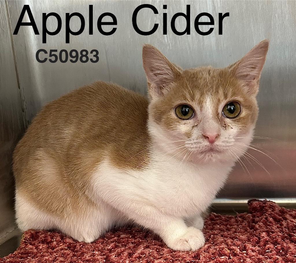 Enlarge Apple Cider, a Adoptable mixed breed in Clarksville, TN image 1/1