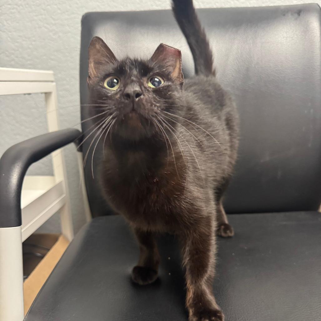 Enlarge Morticia, a Adoptable Domestic Medium Hair in Waco, TX image 1/2