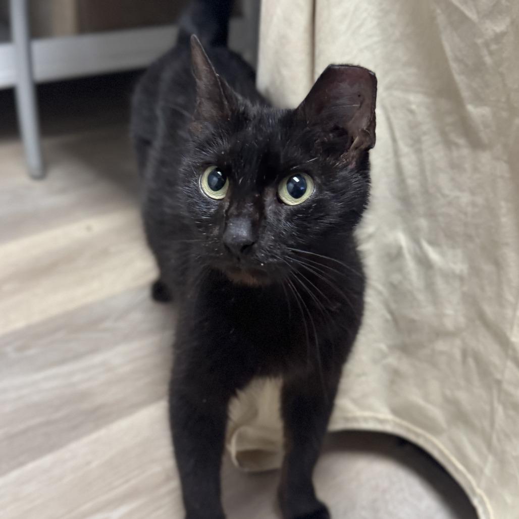 Enlarge Morticia, a Adoptable Domestic Medium Hair in Waco, TX image 2/2