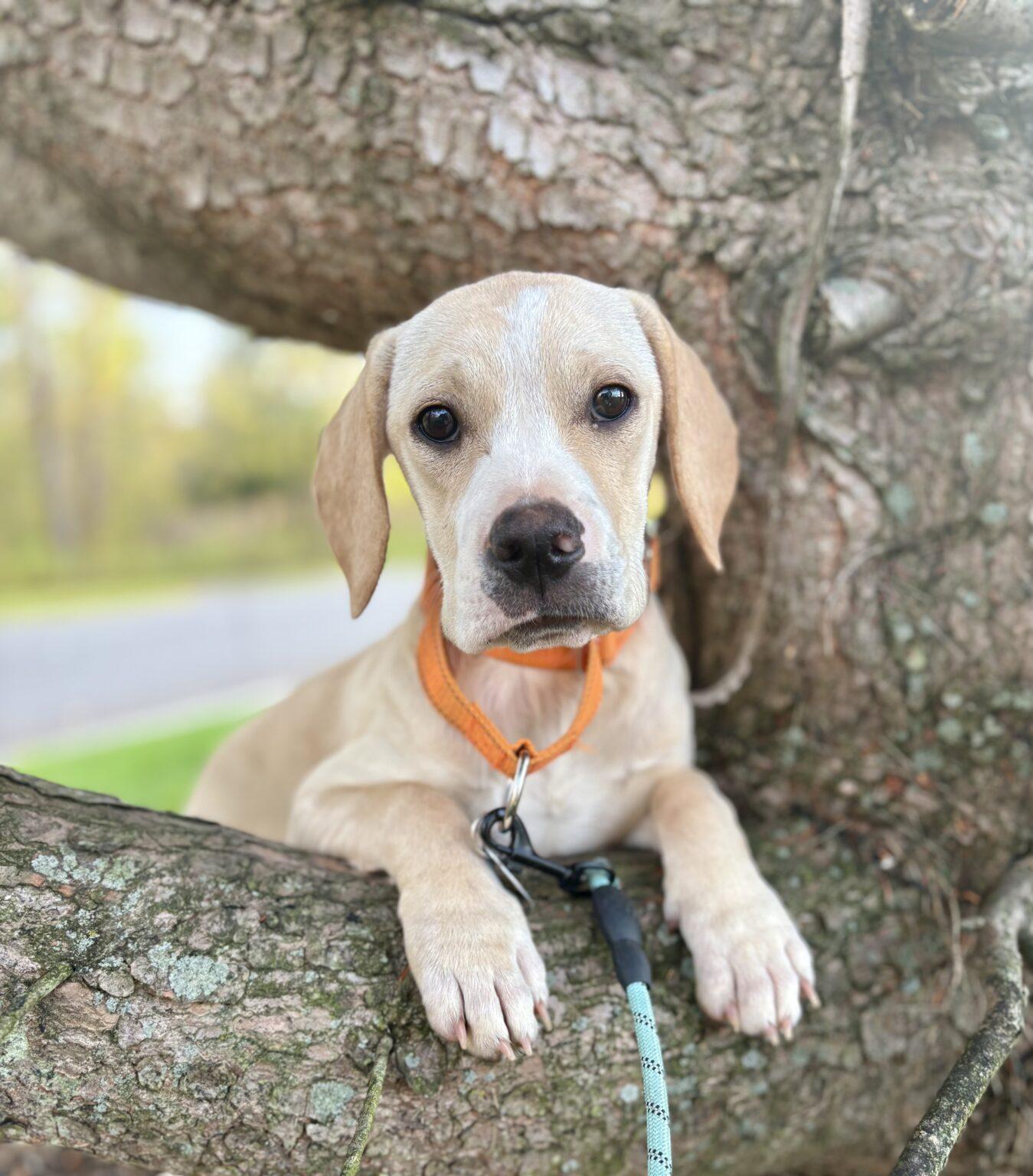 Annie, a Adoptable mixed breed in Red Hook, NY image 1/6