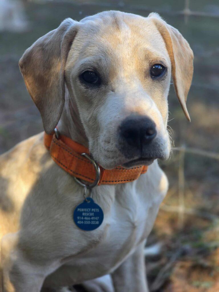 Annie, a Adoptable mixed breed in Red Hook, NY image 2/6