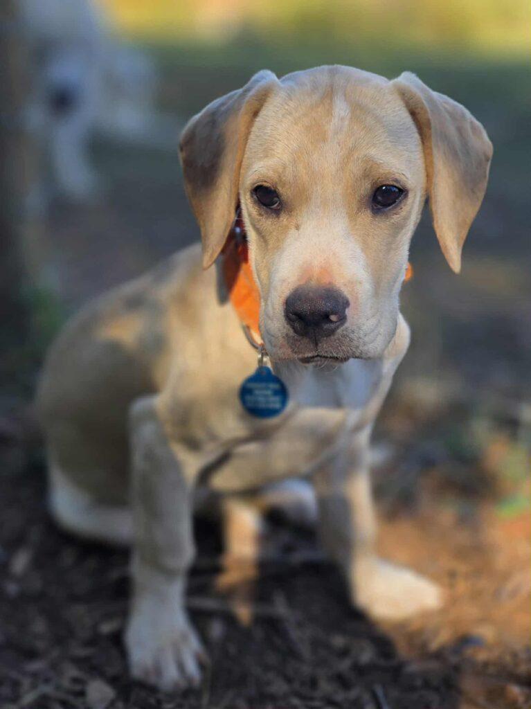 Annie, a Adoptable mixed breed in Red Hook, NY image 4/6