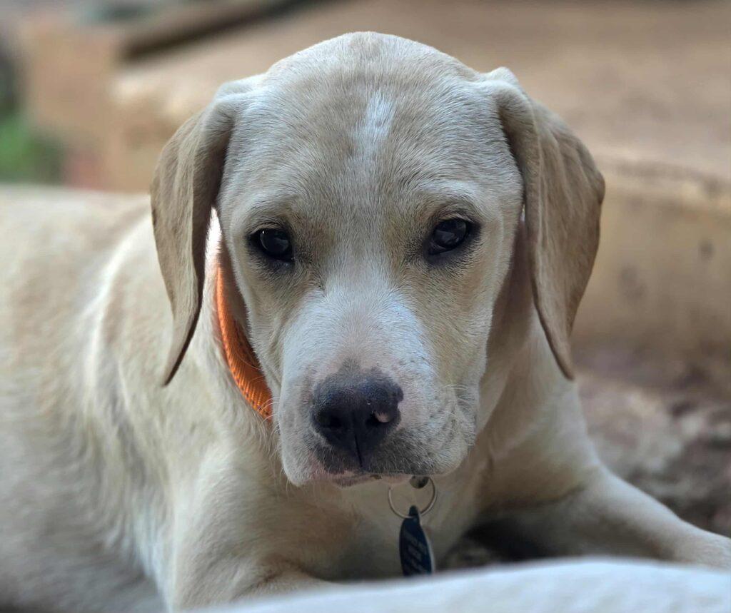 Annie, a Adoptable mixed breed in Red Hook, NY image 5/6