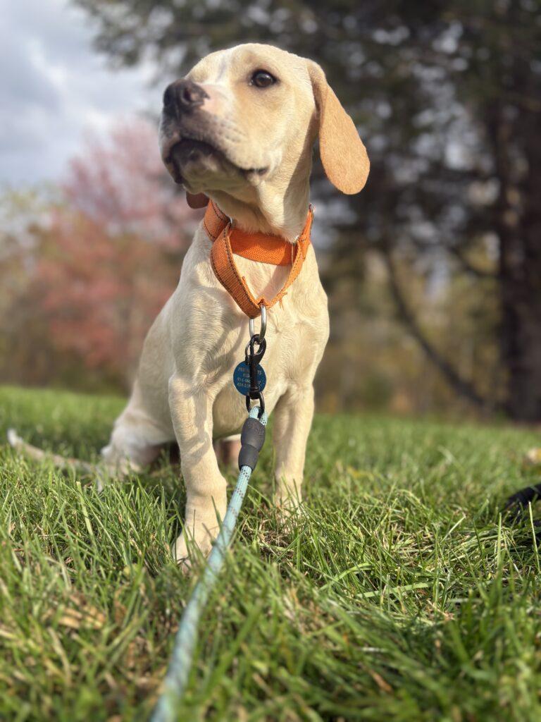 Annie, a Adoptable mixed breed in Red Hook, NY image 6/6