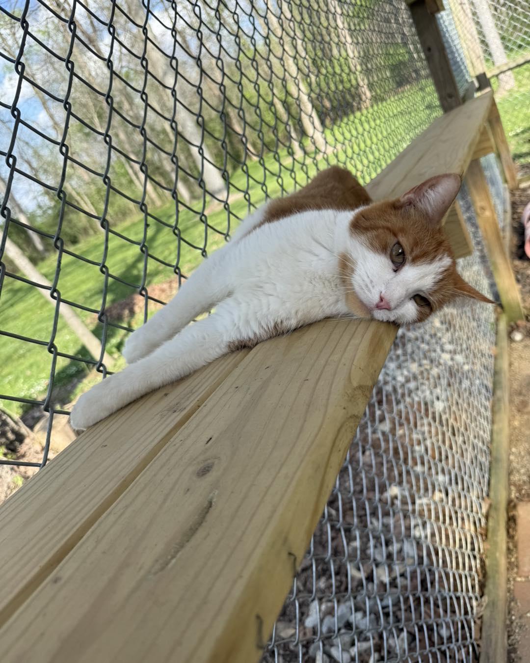 Enlarge Mitchell, a ADOPTABLE Domestic Short Hair in Richmond Dale, OH image 2/2