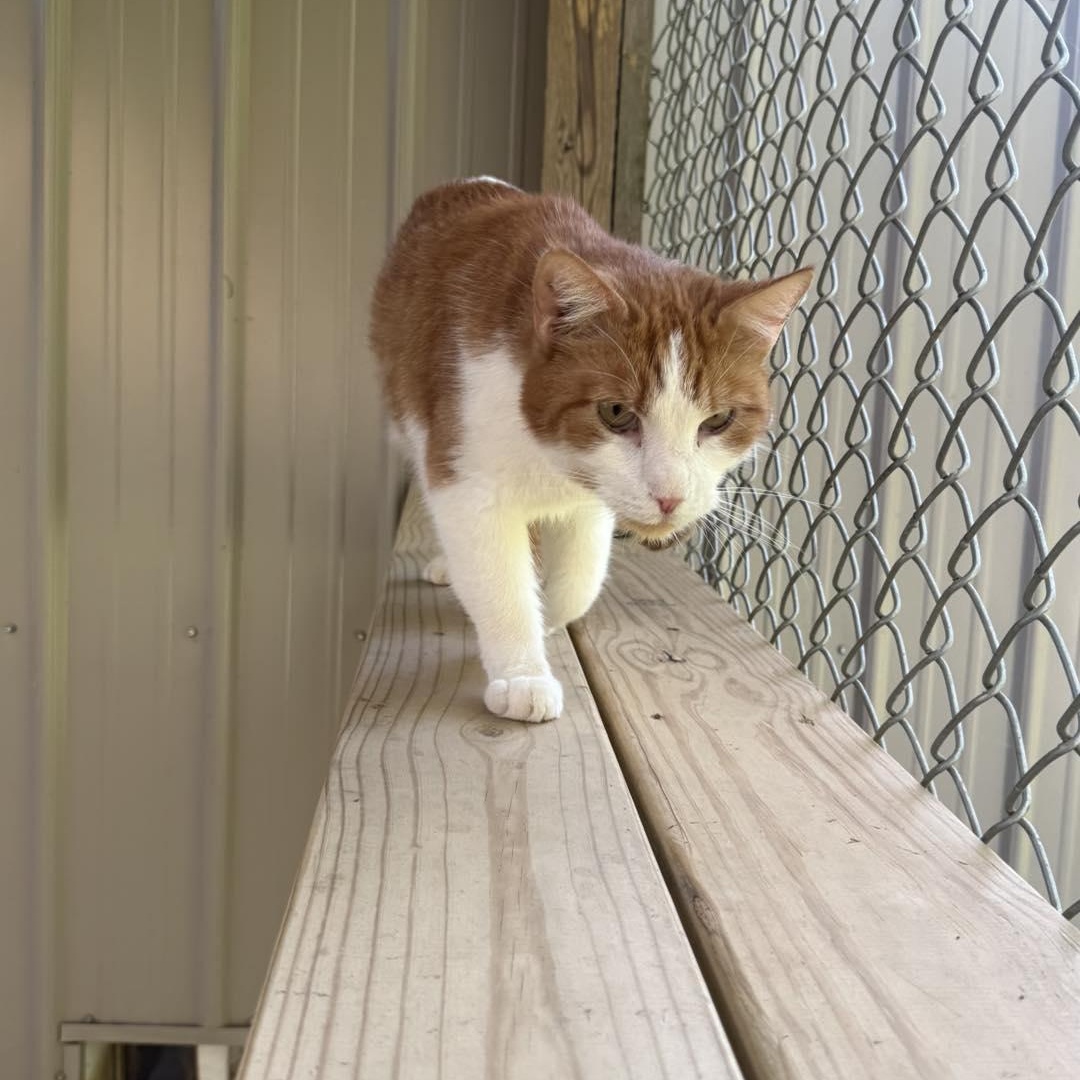 Enlarge Mitchell, a ADOPTABLE Domestic Short Hair in Richmond Dale, OH image 1/2