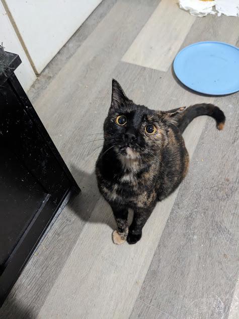 Enlarge Watermelon, a Adoptable Domestic Short Hair in Lewisburg, TN image 1/2