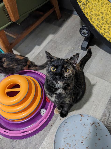 Enlarge Watermelon, a Adoptable Domestic Short Hair in Lewisburg, TN image 2/2