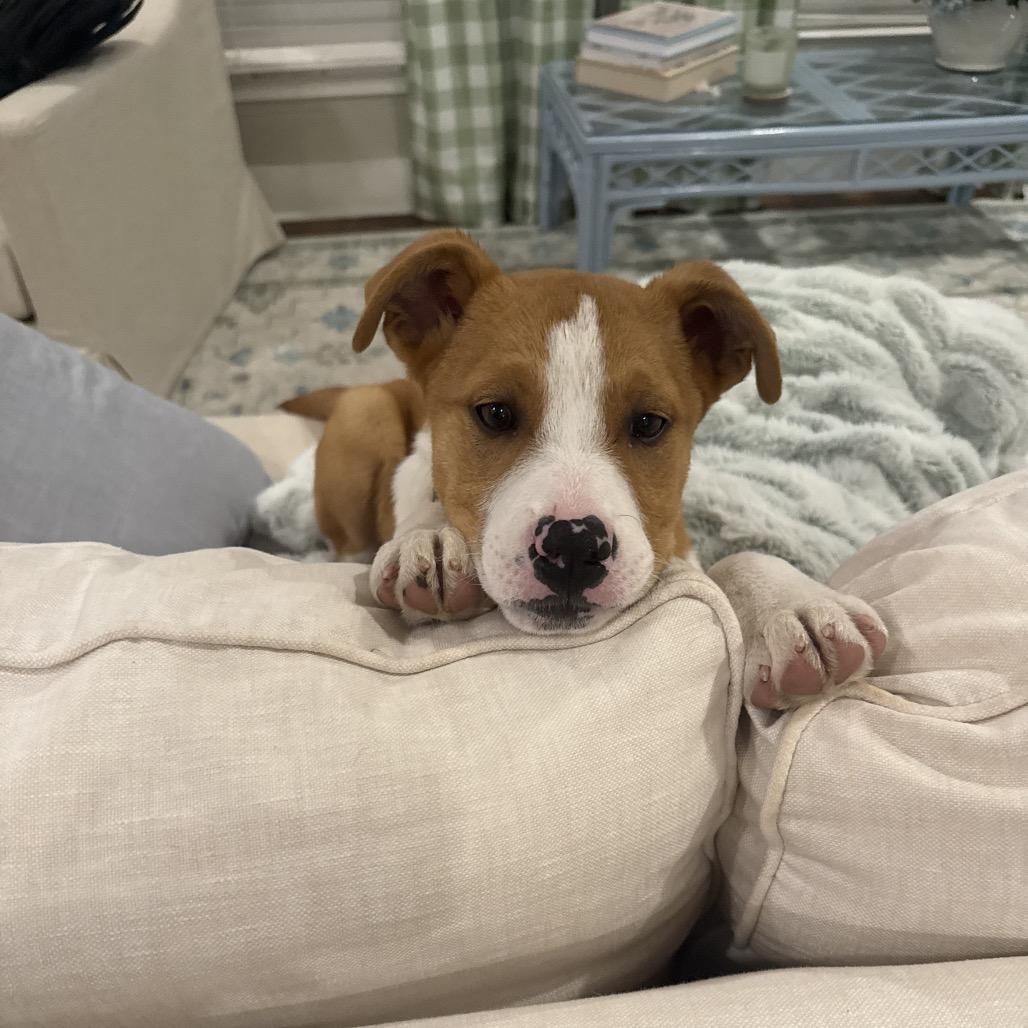 Enlarge CT Diamond (Foster in Tolland, CT), a Adoptable mixed breed in Eastford, CT image 3/6