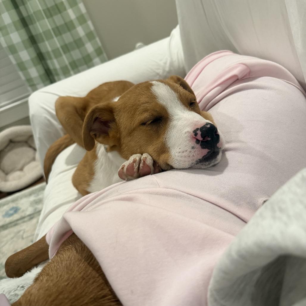 Enlarge CT Diamond (Foster in Tolland, CT), a Adoptable mixed breed in Eastford, CT image 5/6