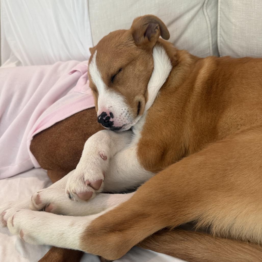 Enlarge CT Diamond (Foster in Tolland, CT), a Adoptable mixed breed in Eastford, CT image 6/6