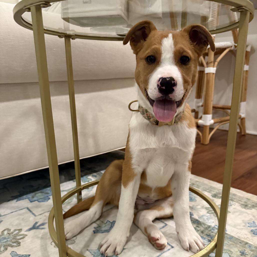 CT Diamond, Adoptable, Puppy Female Great Pyrenees.