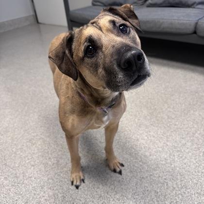 Enlarge Nessie, a ADOPTABLE mixed breed in Lansing, MI image 2/4