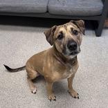 Enlarge Nessie, a ADOPTABLE mixed breed in Lansing, MI image 4/4