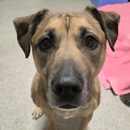Enlarge Nessie, a ADOPTABLE mixed breed in Lansing, MI image 1/4